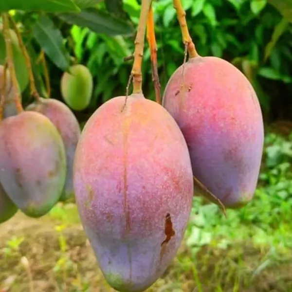 Ambika_Mango_Plant_Grafted_Height_3_Feet