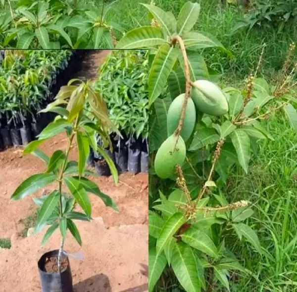 Ambika_Mango_Plant_Grafted_Height_3_Feet