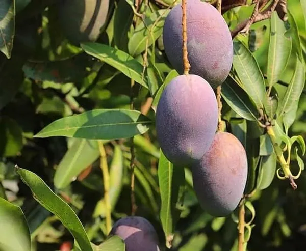 Ambika_Mango_Plant_Grafted_Height_3_Feet