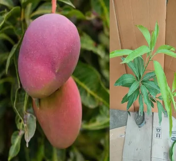 Arunika_Mango_Plant