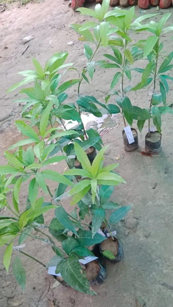 Arunika_Mango_Plant