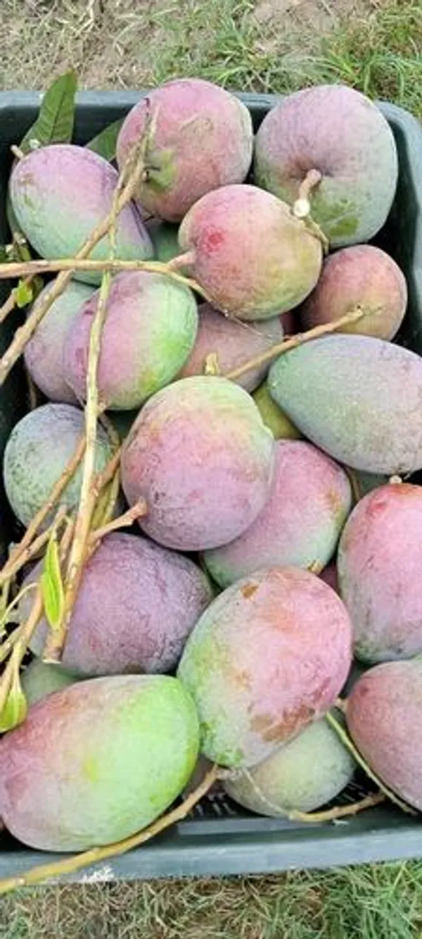 Arunika_Mango_Plant