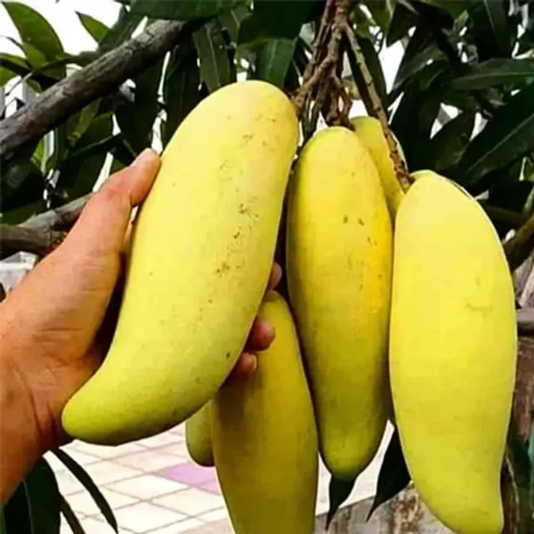 Banana_Mango_Plant