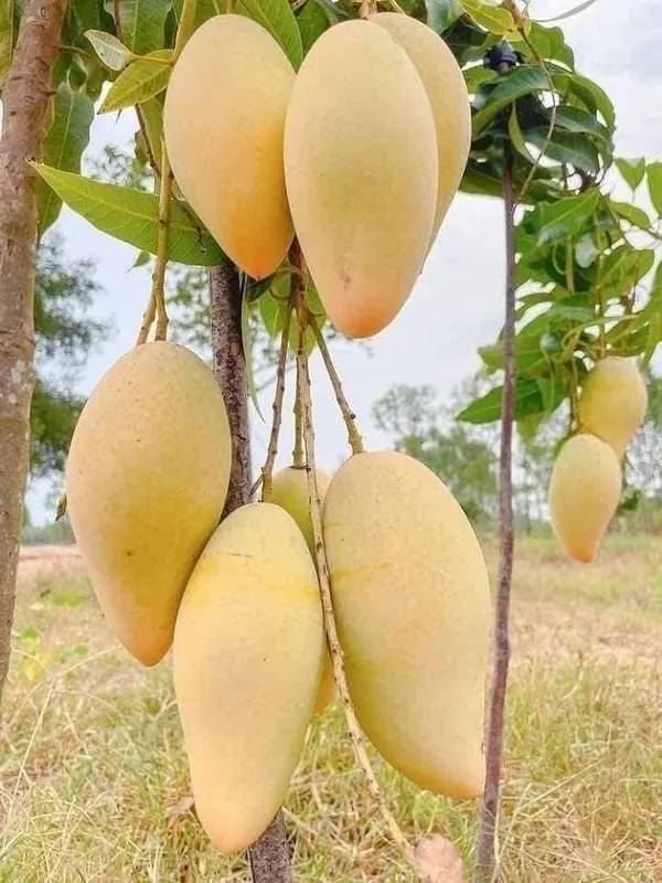 Banana_Mango_Plant