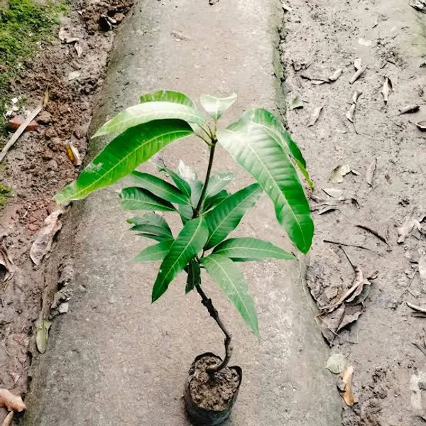 Bari_4_Variety_Mango_Fruit_Tree_And_Plant