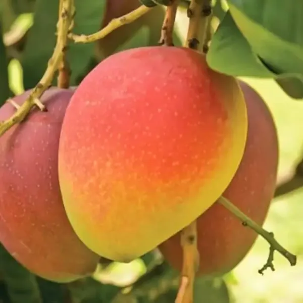 Bari_4_Variety_Mango_Fruit_Tree_And_Plant