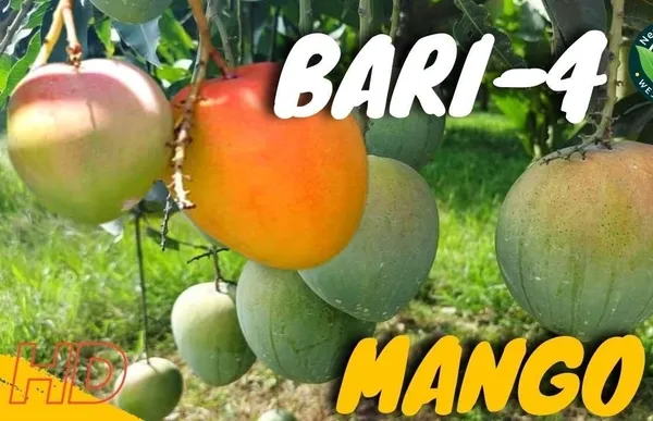 Bari_4_Variety_Mango_Fruit_Tree_And_Plant