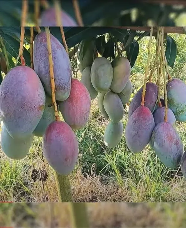 Bari_13_Mango_Aam_Grafted_Fruit_Plant