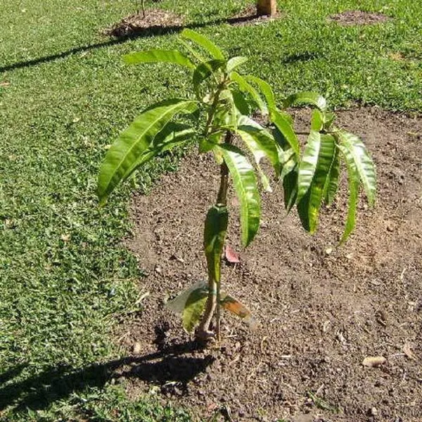 Bari_13_Mango_Aam_Grafted_Fruit_Plant