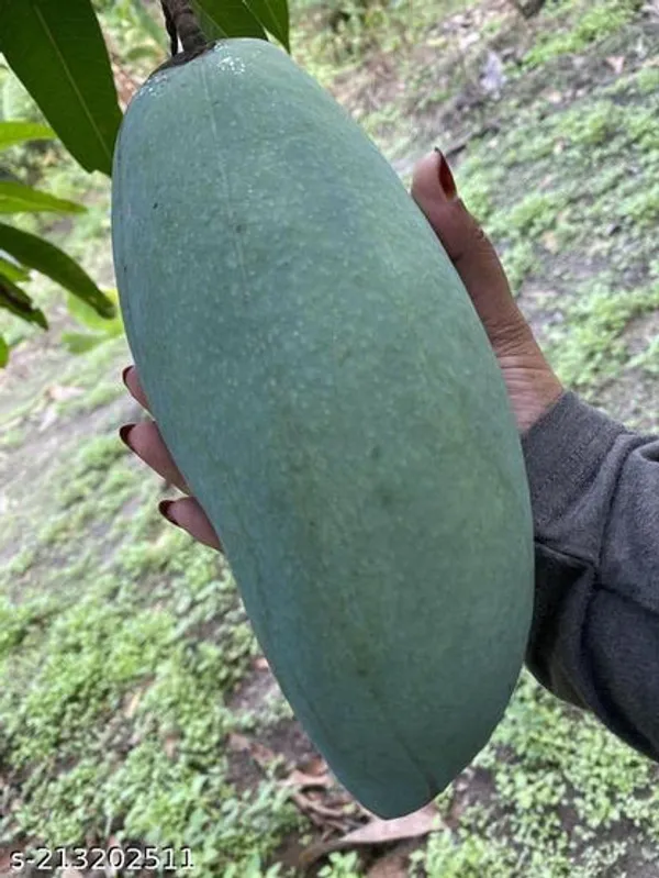 Brunei_King_Mango_Fruit_Plant_3-4_Feet