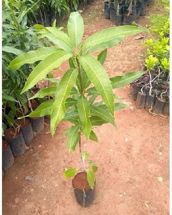 Chaiang-Mai_Mango_Plant