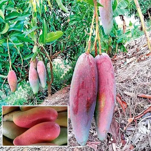 Chaiang-Mai_Mango_Plant