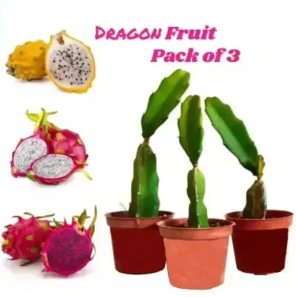 Dragon_Fruit_Combo_Pack_Of_3