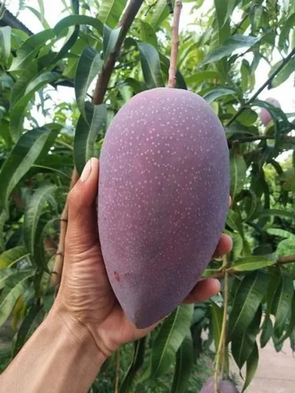 Haping_Bn_7_Mango_Aam_Grafted_Fruit_Live_Plant