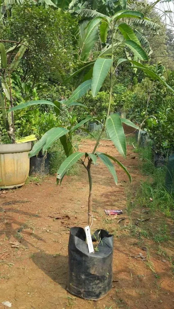 Haping_Bn_7_Mango_Aam_Grafted_Fruit_Live_Plant