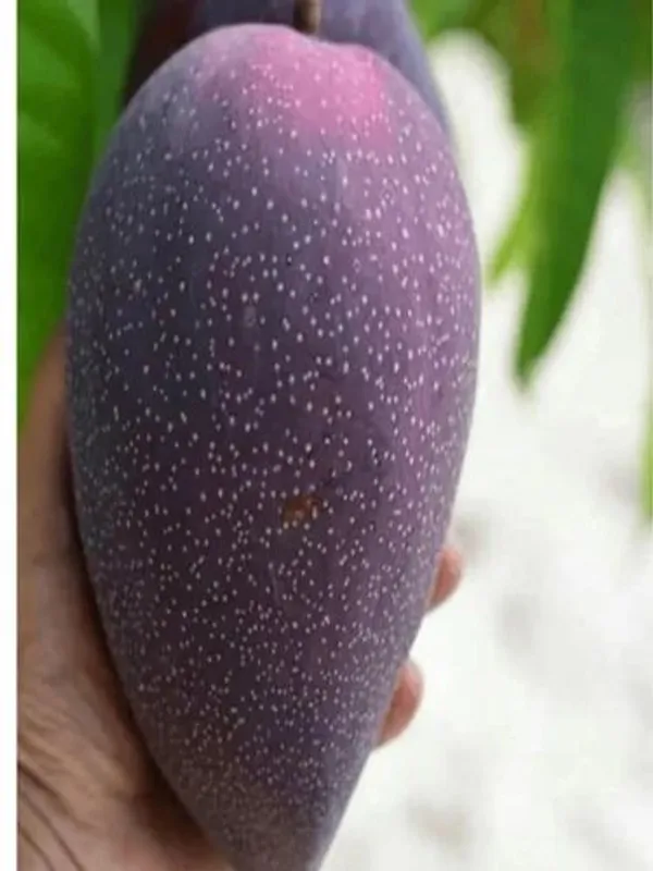 Haping_Bn_7_Mango_Aam_Grafted_Fruit_Live_Plant