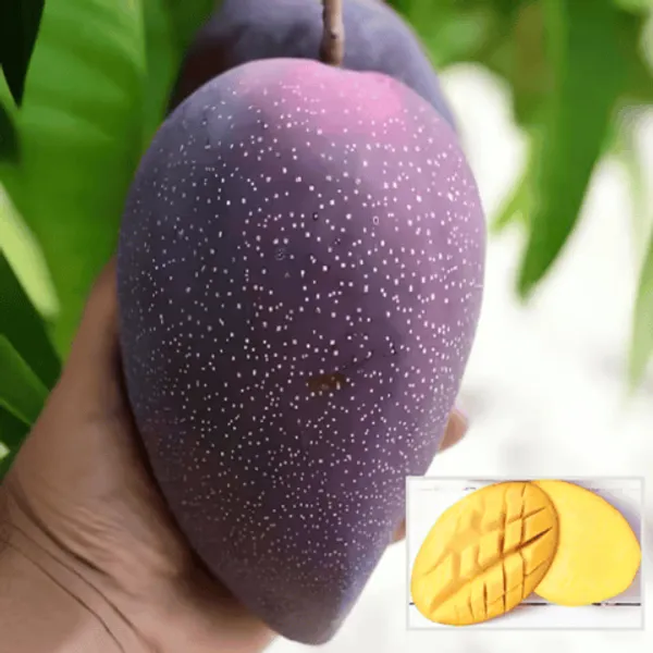 Haping_Bn_7_Mango_Aam_Grafted_Fruit_Live_Plant