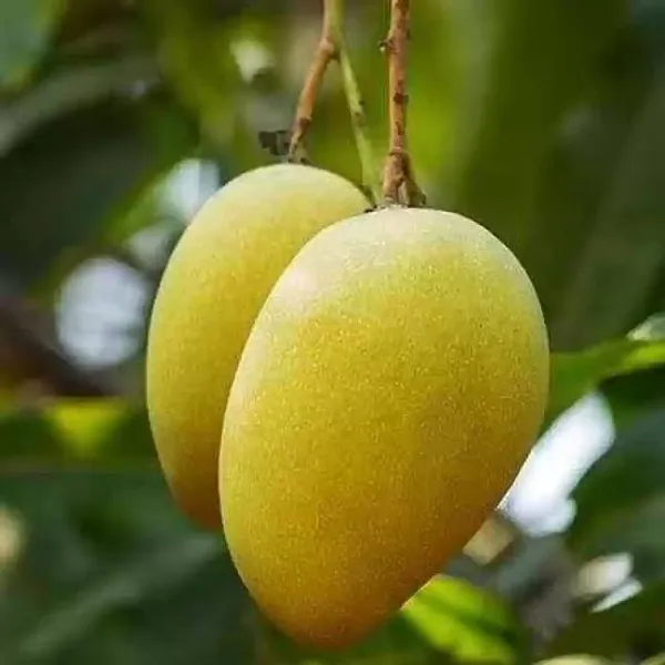 Honydew_Mango_Plant_Grafted