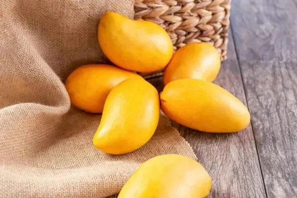 Honydew_Mango_Plant_Grafted