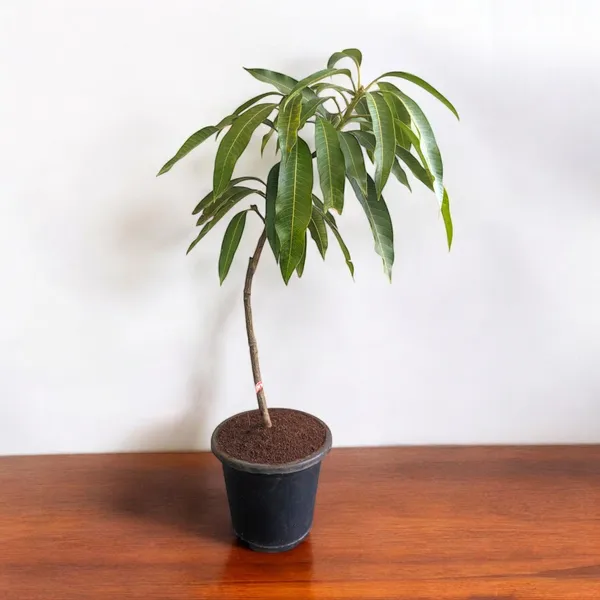 Japanese_Miyazaki_Mango_Grafted_Fruit_Plant