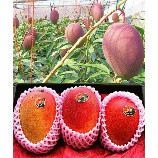 Japanese_Miyazaki_Mango_Grafted_Fruit_Plant