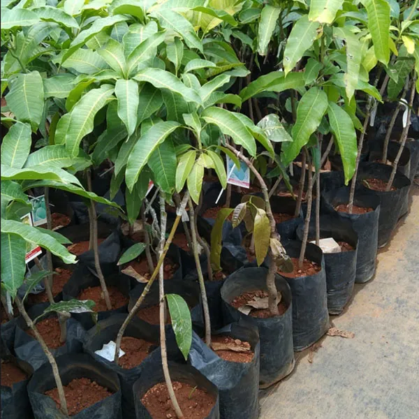 Katimon_Thailand_Mango_Fruit_Plant