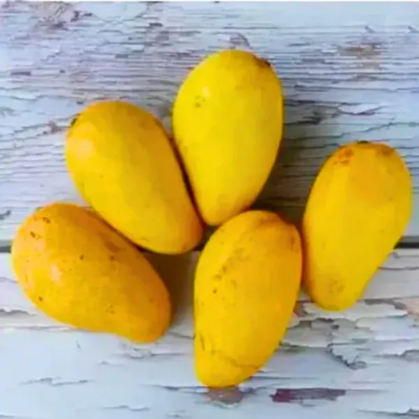 Katimon_Thailand_Mango_Fruit_Plant