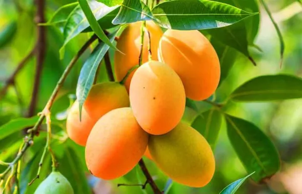 Kohitur_Mango_Plant_Grafted_Hight_3_Feet