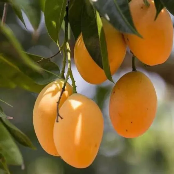 Kohitur_Mango_Plant_Grafted_Hight_3_Feet