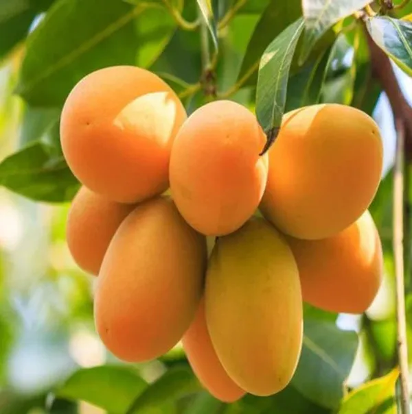 Kohitur_Mango_Plant_Grafted_Hight_3_Feet