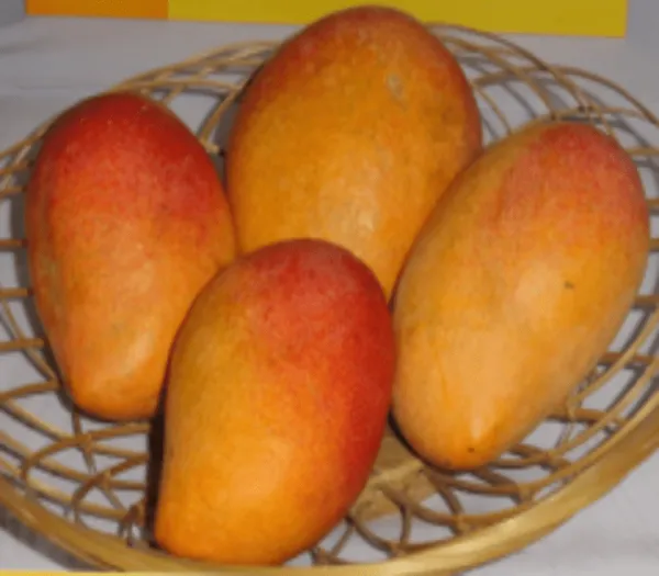 Lamima_Mango_Plant_Premium