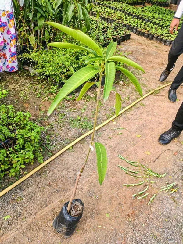 Lamima_Mango_Plant_Premium