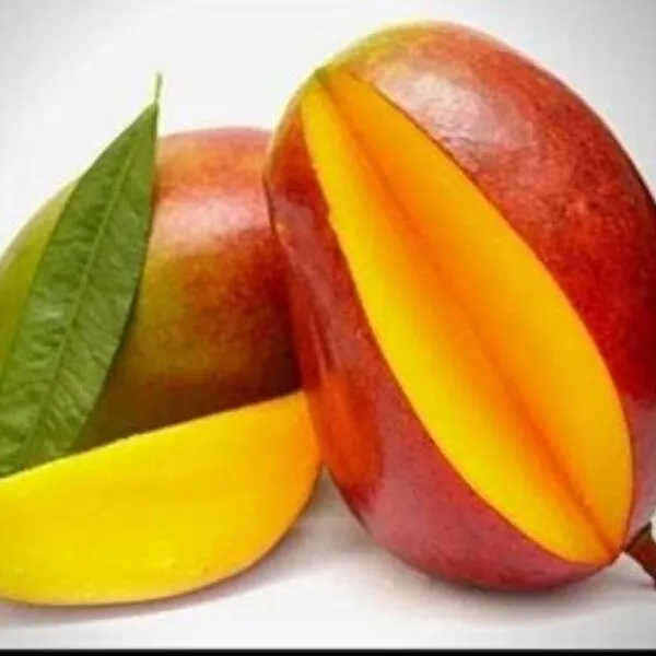Lamima_Mango_Plant_Premium