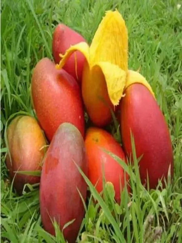 Lamima_Mango_Plant_Premium