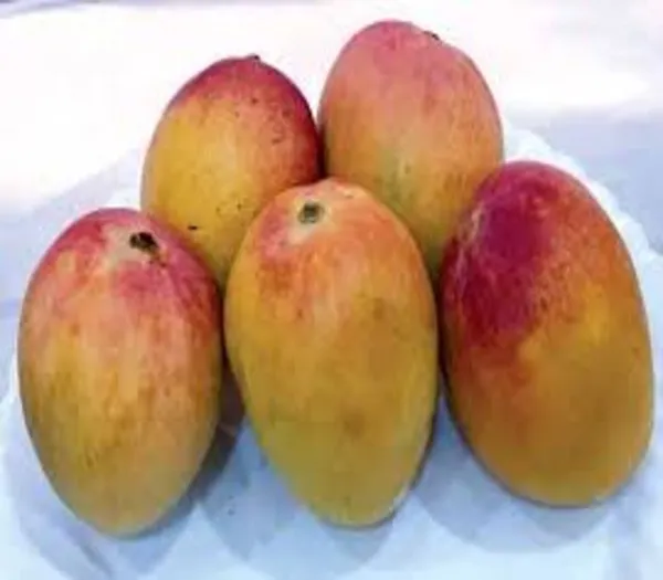 Pusa_Arunima_Mango_Plant_Hybrid_Plant