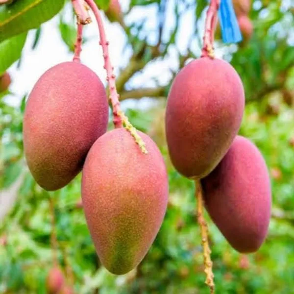 Pusa_Arunima_Mango_Plant_Hybrid_Plant