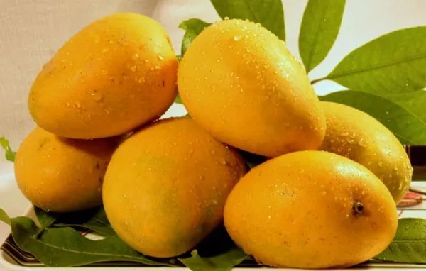 Pusa_Pitambar_Mango_Plant
