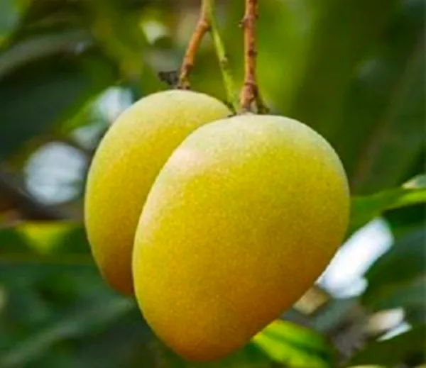 Pusa_Pitambar_Mango_Plant