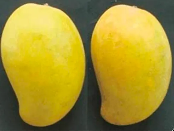 Pusa_Pitambar_Mango_Plant