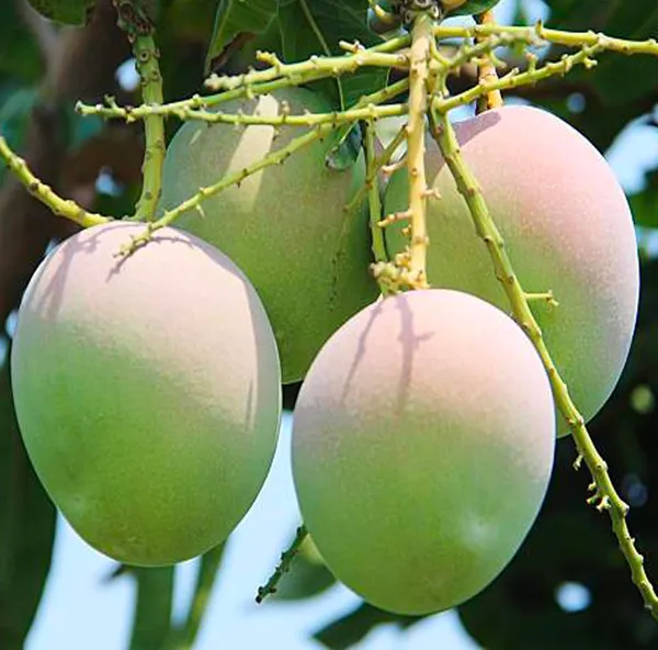 R2E2_Mango_Aam_Grafted_Fruit_Plant