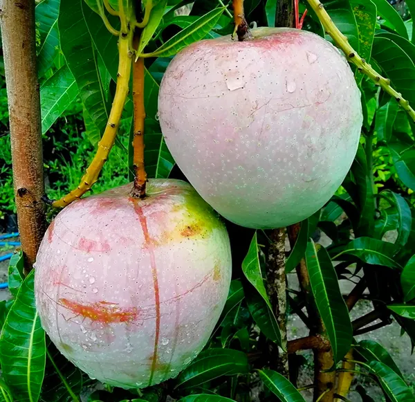 R2E2_Mango_Aam_Grafted_Fruit_Plant