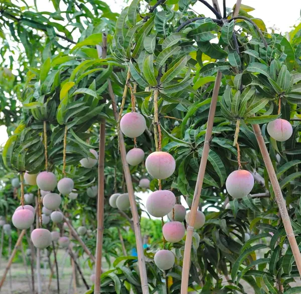 R2E2_Mango_Aam_Grafted_Fruit_Plant