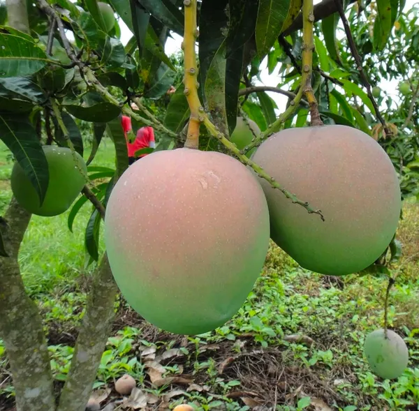 R2E2_Mango_Aam_Grafted_Fruit_Plant