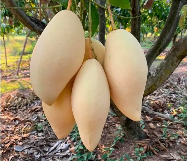 Red_Mango_Plant_Hybrid_Grafted_Mango