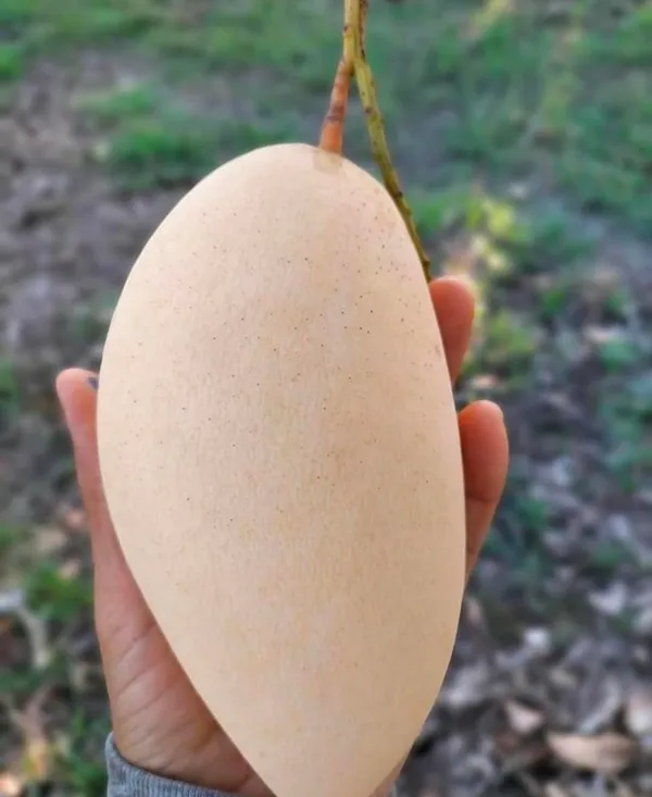 Red_Mango_Plant_Hybrid_Grafted_Mango