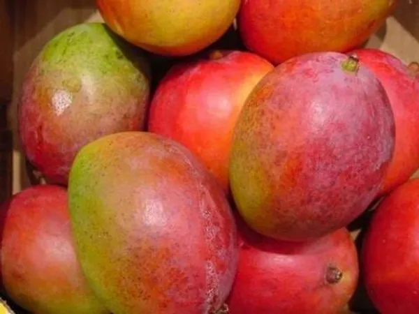 Sensation_Mango_Plant