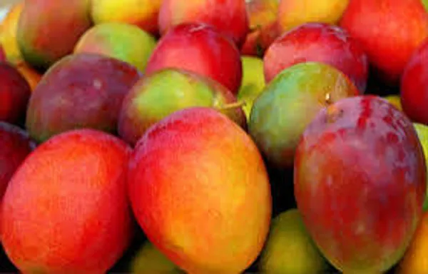 Sensation_Mango_Plant