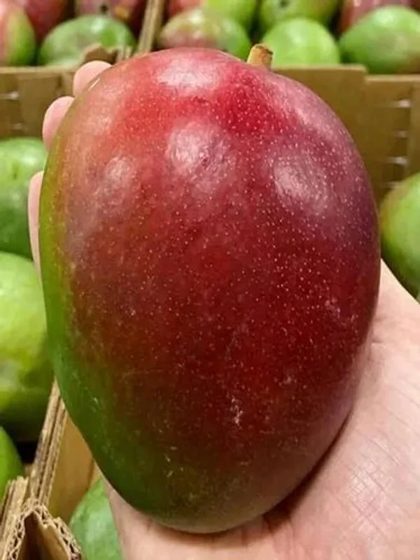 Sensation_Mango_Plant