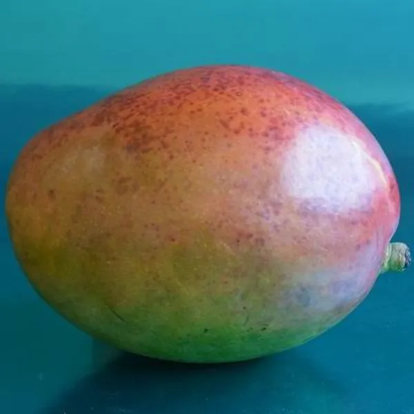 Sensation_Mango_Plant