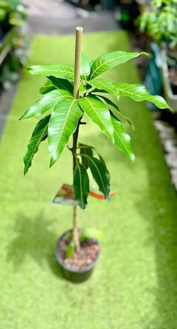 Dokmai_Mango_Grafted_Mango_Plant_Thai_Varity_Hight_3_Feet